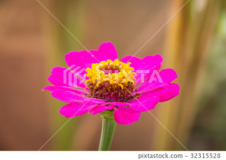 Zinnia flower in garden on background 32315528