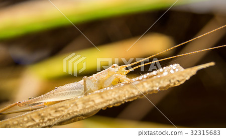 Grasshopper on nature leaves as background Grasshopper on nature leaves as background 32315683