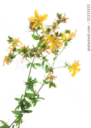 Real St. John's, wort (Hypericum perforatum) 32315815