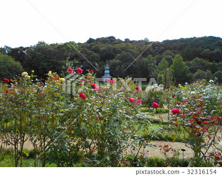 A rose garden A rose garden 32316154