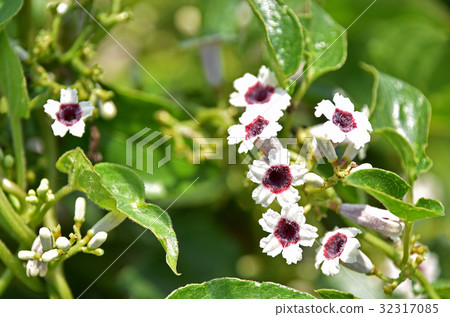 Hexogranular(糞便) Hexogranular(糞便) 32317085