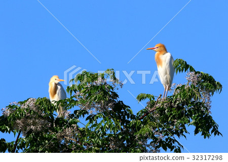 Amazagi (Cattle Egret) 32317298