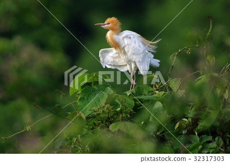 Amazagi (Cattle Egret) 32317303