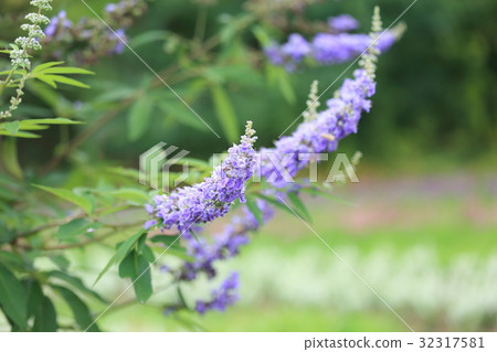 Carrot carrot flower 32317581
