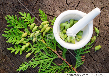 Thuja twigs and mortar. Top view. 32317590