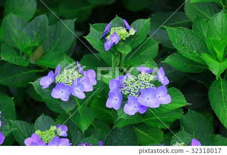 Purple hydrangea 32318017