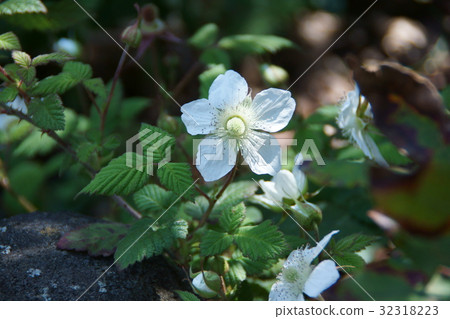 Kusaito Kusaito Flower language is "temptation" 32318223