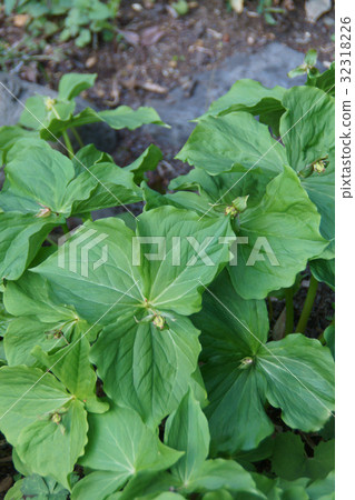 老人寄居蟹花語言是“平靜的美麗” 32318226