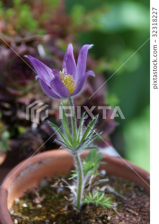 Garland Okinaga Flower語言“不要求任何東西” Garland Okinaga Flower語言“不要求任何東西” 32318227