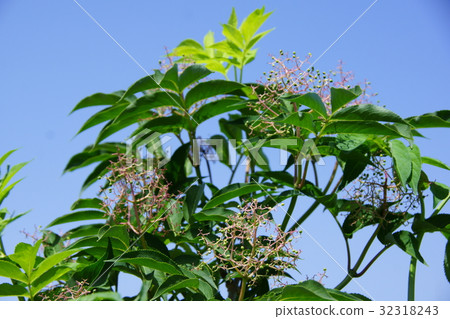 Bamboo trees Small fruits of Elder Bamboo trees Small fruits of Elder 32318243