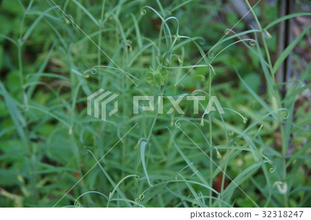 Yurako lily shell mother (baito) flower language is "majesty" 32318247