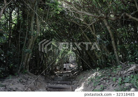 Totoro no Michi Totoro no Michi 32318485