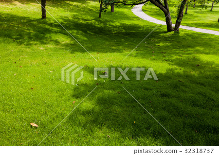 綠草和樹蔭 32318737