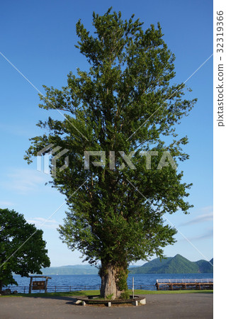 Tree of life The huge tree of poplar Toyako 32319366