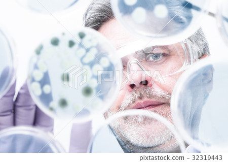 Senior life science researcher grafting bacteria. 32319443