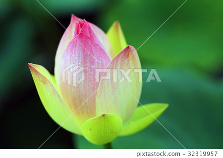 Lotus flower 32319957