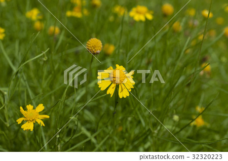 Darberg Daisy 32320223