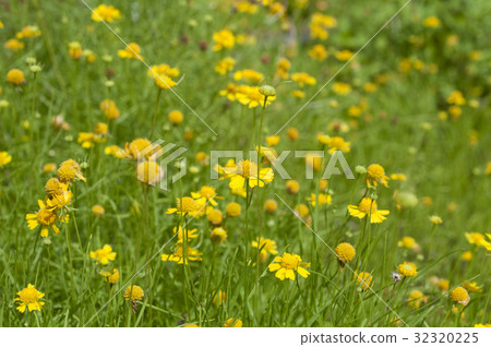 Darberg Daisy 32320225