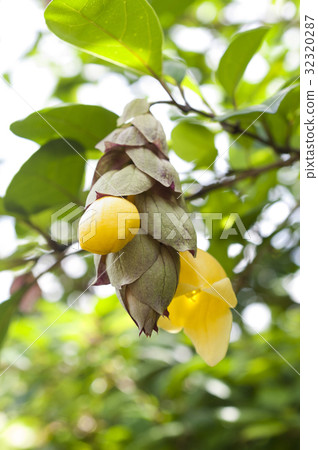 Kibana yuraku (yellow flower) 32320287