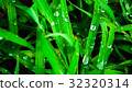 natura 32320314