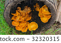 natura 32320315