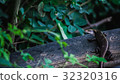 Animal 32320316