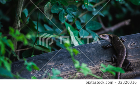 Animal 32320316