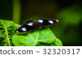 natura 32320317