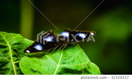 natura natura 32320317