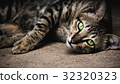 cat 32320323