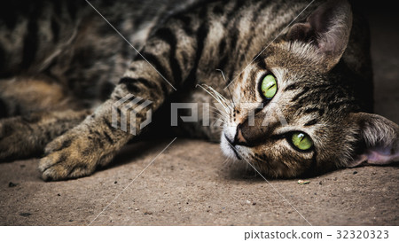 cat 32320323