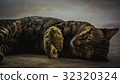 cat 32320324
