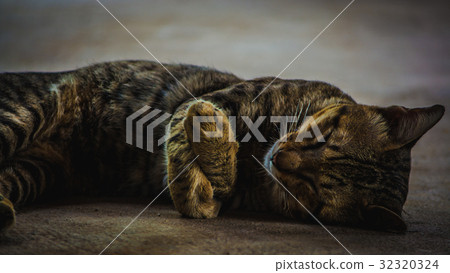 cat 32320324