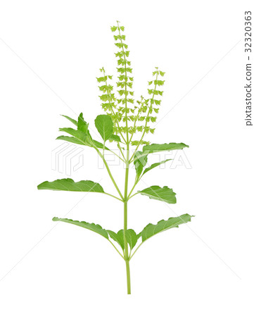 fresh sweet basil flower on a white background 32320363