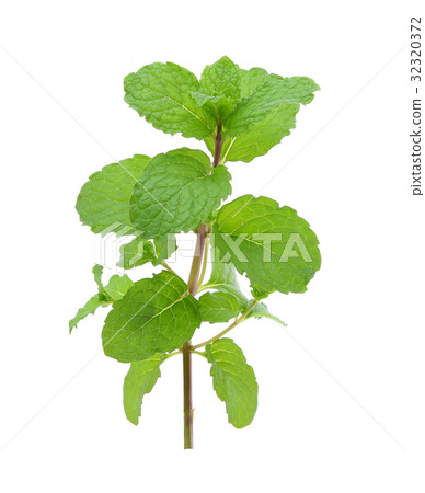 fresh green mint leaves on white background 32320372