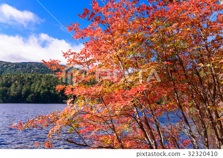 長野縣，秋葉的Shirahata池塘 32320410