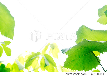 新的綠色背景 32320441