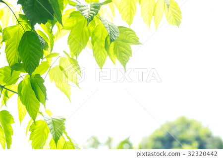 新的綠色背景 32320442