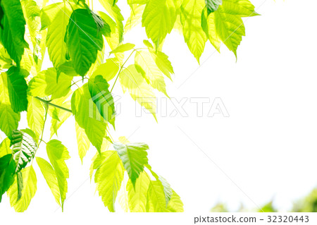 New green background 32320443