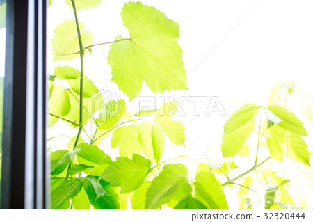 New green background Outside window 32320444