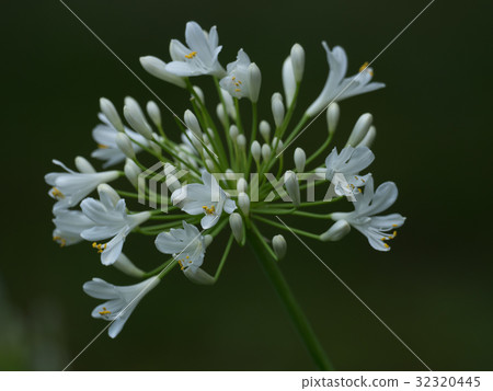Beautiful White Agapanthus 32320445