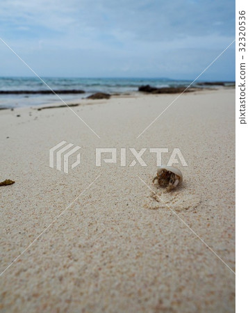 Miyakojima Hermit Crab 32320536