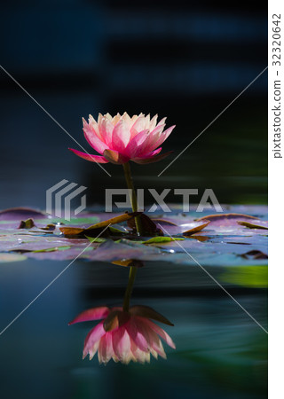 Tropical water lily (water lily) 32320642