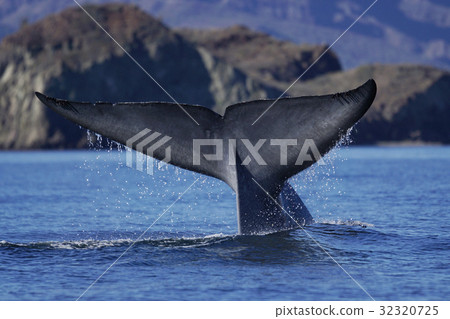 blue whale blue whale 32320725