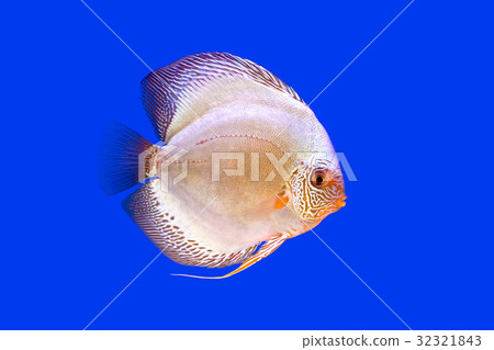 Pompadour Fish on blue background Pompadour Fish on blue background 32321843