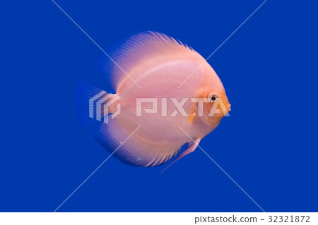 Pompadour Fish on blue background 32321872