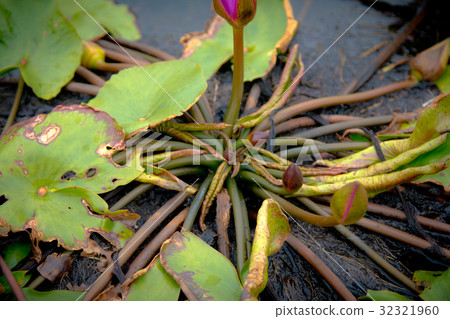 The beauty of the lotus in the pond 32321960