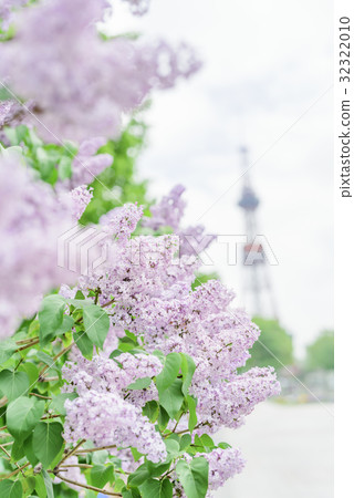 札幌大通公園的丁香（+電視塔） 32322010