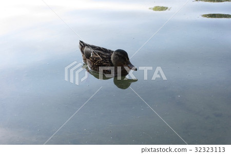 漂浮在池塘里 漂浮在池塘里 32323113