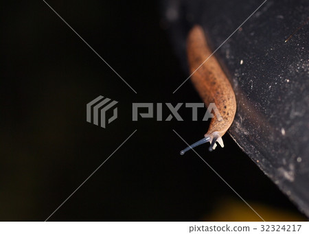 tropical slug, leech, snail without shell closeup tropical slug, leech, snail without shell closeup 32324217